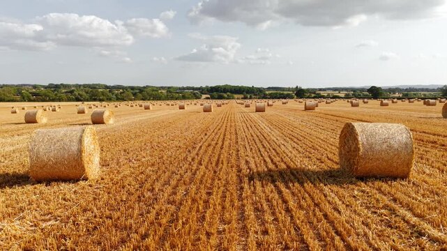 Hay bales harvested field beneath dramatic summer clouds. Parallel straw rows across cultivated farmland with distant woodland and open horizon. Livestock feed harvest, rural agriculture, cereal crop