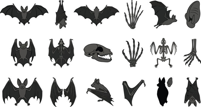 Set of black bat silhouettes including flying bats wings and skeleton bones for halloween Vector