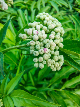 Wildflower Buds Close-Up with Green Leaves, Natural Botanical Background