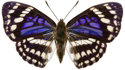 Blue and white spotted butterfly with dark wings © Elowen