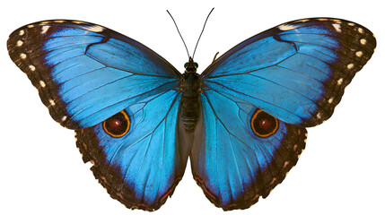 Blue Morpho Butterfly with Orange Eye Spots © Elowen
