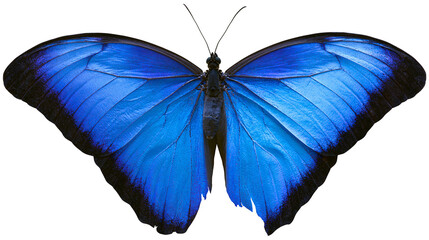 Blue morpho butterfly with black wing edges © Elowen