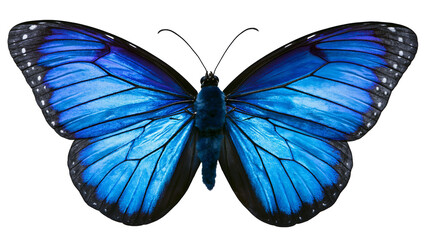 Vibrant blue morpho butterfly with black wing edges and white spots © Elowen