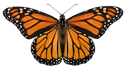 Monarch butterfly with orange black, and white wings © Elowen