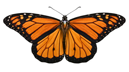 Monarch butterfly with orange and black wings spread open © Elowen