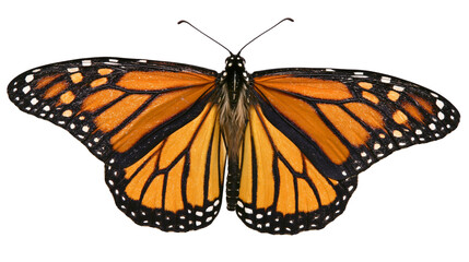 Monarch butterfly with orange black wings and white spots © Elowen