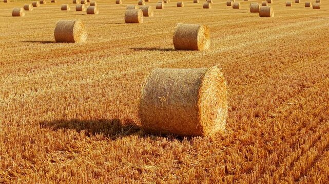 Hay bale close up on harvested cereal field. Detailed straw texture across crop stubble with multiple round bales scattered through farmland. Animal feed harvest, agricultural background, rural
