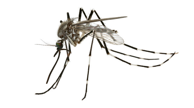 Mosquito insect with striped legs and wings