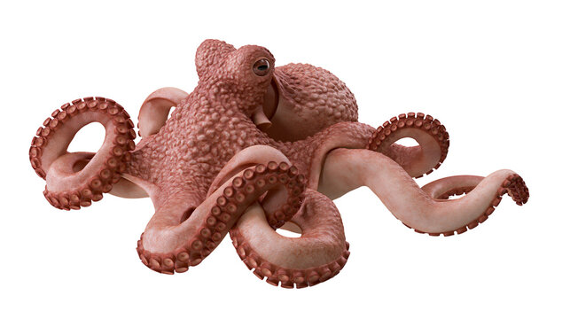 Pink octopus with eight tentacles spread out