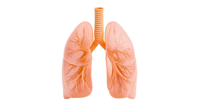 Human Lungs Anatomy Trachea Bronchi Branching