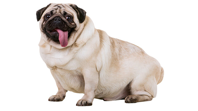 Chubby fawn pug dog sitting with tongue out