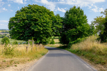 Naklejka premium Summer landscape, The terrain of hilly countryside, Small road throught the forest and trees, Eyserbosweg, Eys is a village in the municipality of Gulpen-Wittem and region in Zuid-Limburg, Netherlands