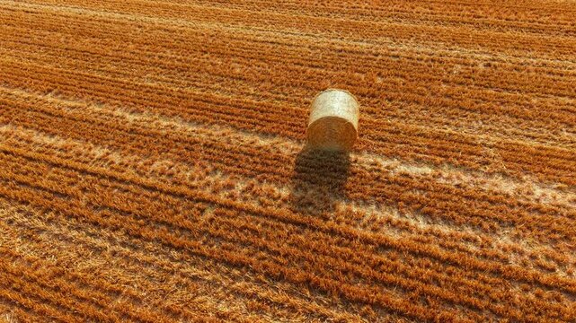 Straw bale close up across harvested crop stubble with textured field surface. Dry cereal residue, isolated round hay roll and natural agricultural background with warm seasonal light. Farm harvest
