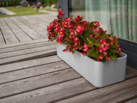 blooming begonia in patio container