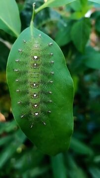 Close-up footage of a Green Baron butterfly caterpillar resting on a mistletoe leaf in a backyard garden. Scientifically named Euthalia adonia, belongs to Nymphalidae family, Limenitidinae subfamily.
