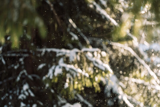 Snow-covered fir branches illuminated by warm winter sunlight, Christmas nature scene, blurred photo.