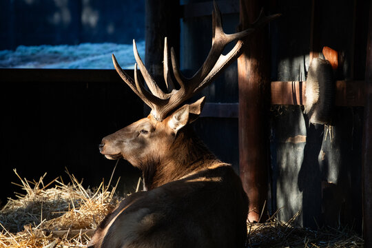 Majestic Deer Resting Inside Rustic Shelter