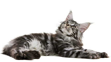 Silver tabby Maine Coon kitten lying down looking up © Andrei