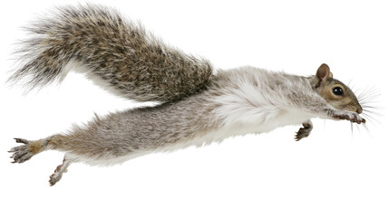 Grey squirrel mid-air jump motion © Andrei