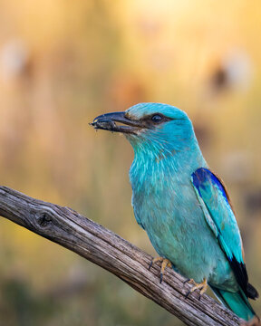 Blauracke - leuchtend blauer Wildvogel in freier Natur 