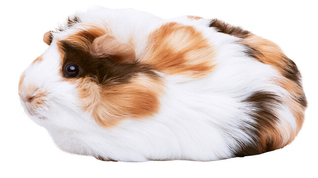 Calico guinea pig with fluffy tri-color fur