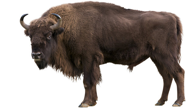 European bison standing profile view