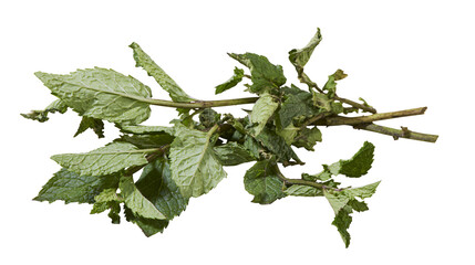 Fresh green mint leaves on stems © Andrei