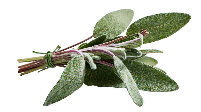 Bundle of fresh sage herb leaves tied with green string