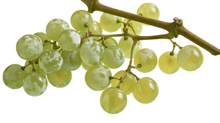 Green grapes on vine branch © Andrei