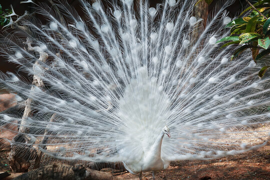 White peacock 