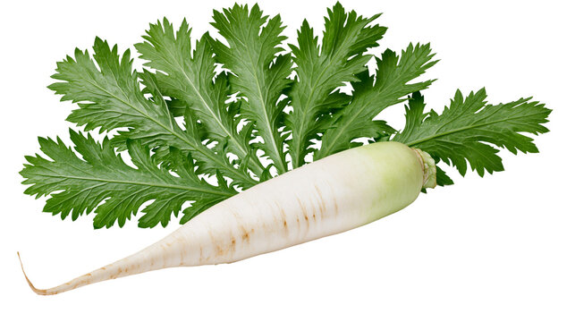White daikon radish with green leaves