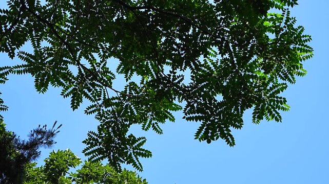 Summer Nature Background with Green Tree Branches Swaying against Clear Blue Sky