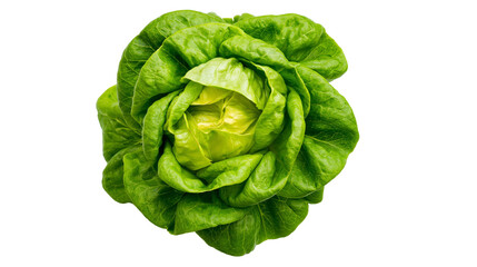 Fototapeta premium Fresh green butter lettuce head with crisp leaves