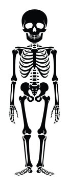 Una simple silueta en blanco y negro de un esqueleto humano