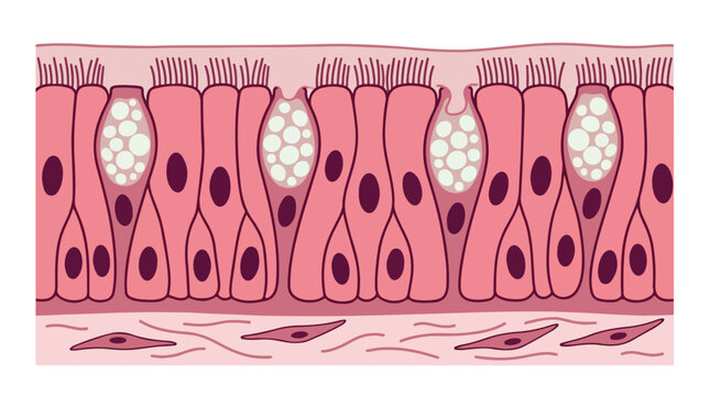 Ciliated pseudostratified columnar epithelium diagram, respiratory tissue anatomy vector, goblet cells and cilia structure for medical education