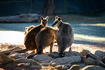 Fototapeta premium Kangaroos Gather Rocks Sunlit Australian Habitat