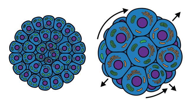 Biological cell division and growth vector, microscopic embryo development stages, blue cellular structure with nucleus and organelles