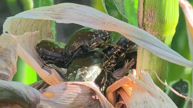 

​White-spotted flower chafers gathered on a corn stem to feed on plant sap, macro 4K pest insects #003
