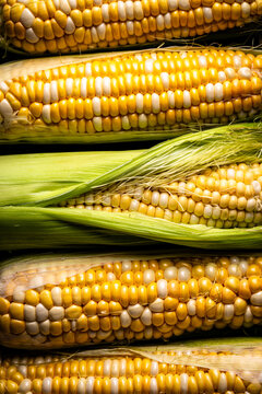 Raw uncooked fresh corn. Healthy food