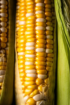 Raw uncooked fresh corn. Healthy food