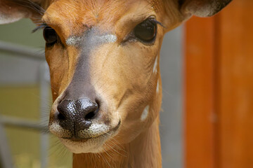 Young antelope looking forward in zoo enclosure closeup photography © Artem