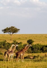 Giraffes walking across African savanna in Kenya safari © Michael