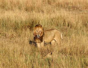 Male lion standing in tall grass on Botswana safari © Michael