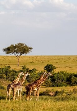 Giraffes walking across African savanna in Kenya safari