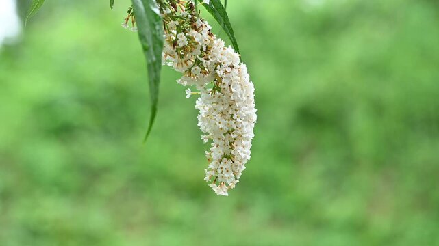 雨に濡れる白いブッドレア（フサフジウツギ・雨滴・夏の静寂な自然）