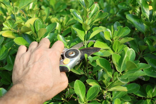 Gardener hand pruning hedge branches with secateurs in sunny garden close up