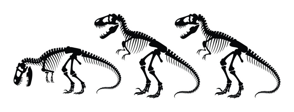 Tres siluetas negras de esqueletos de dinosaurios tiranosaurio rex