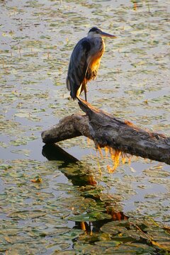Heron bird standing on the trunk tree on the lake in beautiful golden sunset, waterbird background
