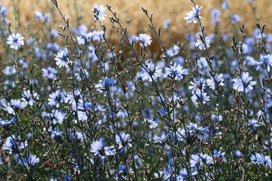 A field of flowering common chicory (Cichorium intybus), backlit. The sun is shining in the summer.