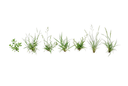 Set of small green wild grass tufts and weed sprouts isolated cutout elements, natural botanical field plant assets for landscape design and architectural rendering composition.